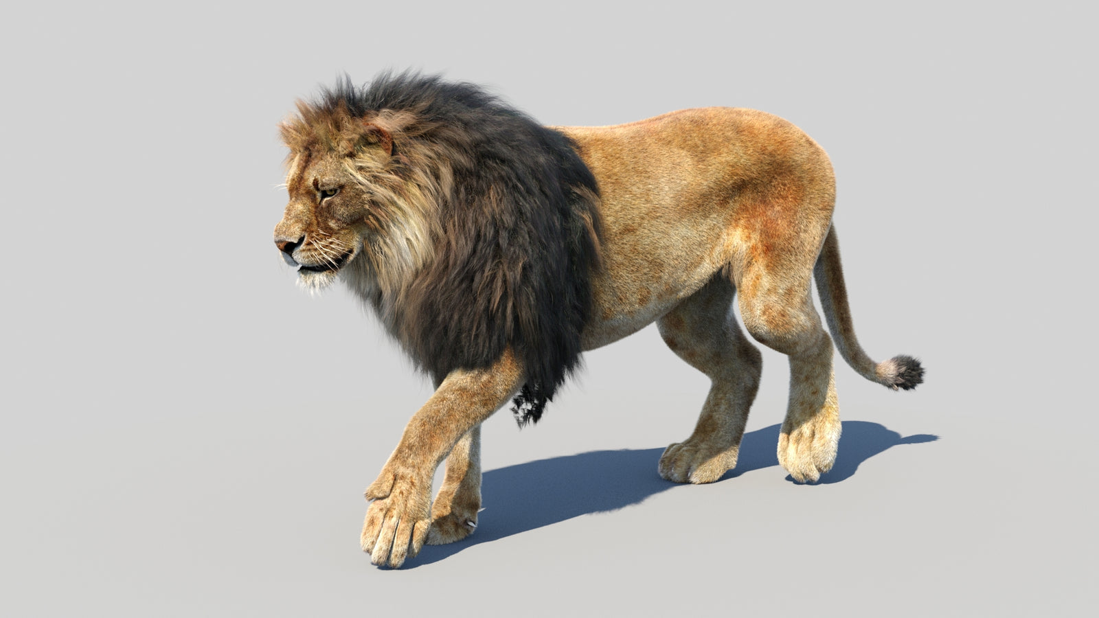 Animated Lion 3D Model Fur 360° view 2 frame 40