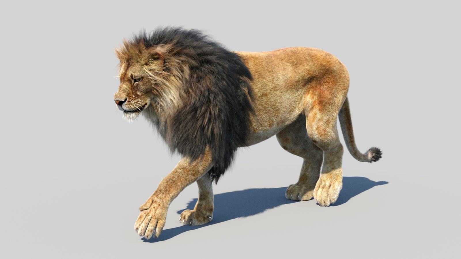 Animated Lion 3D Model Fur 360° view 2 frame 43