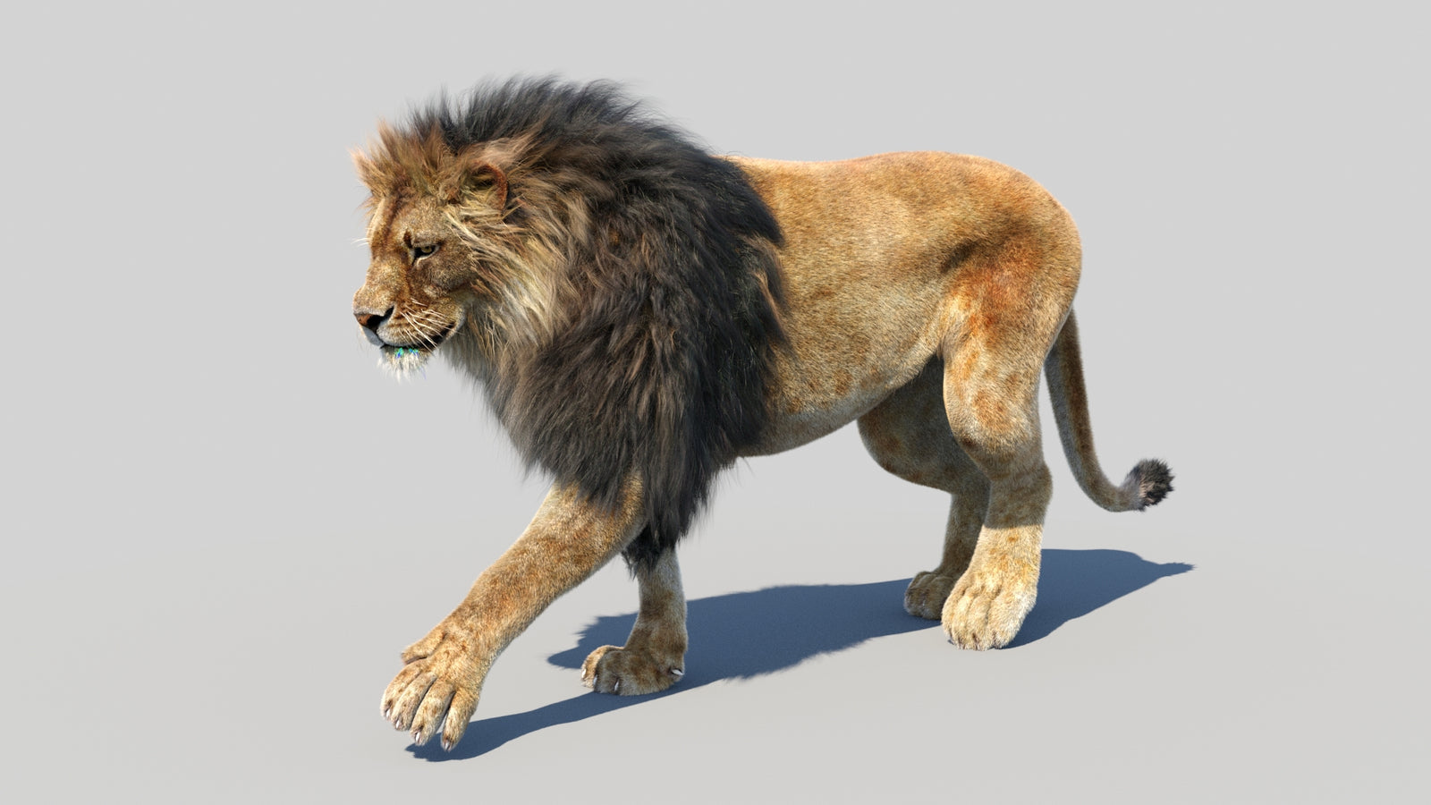 Animated Lion 3D Model Fur 360° view 2 frame 45