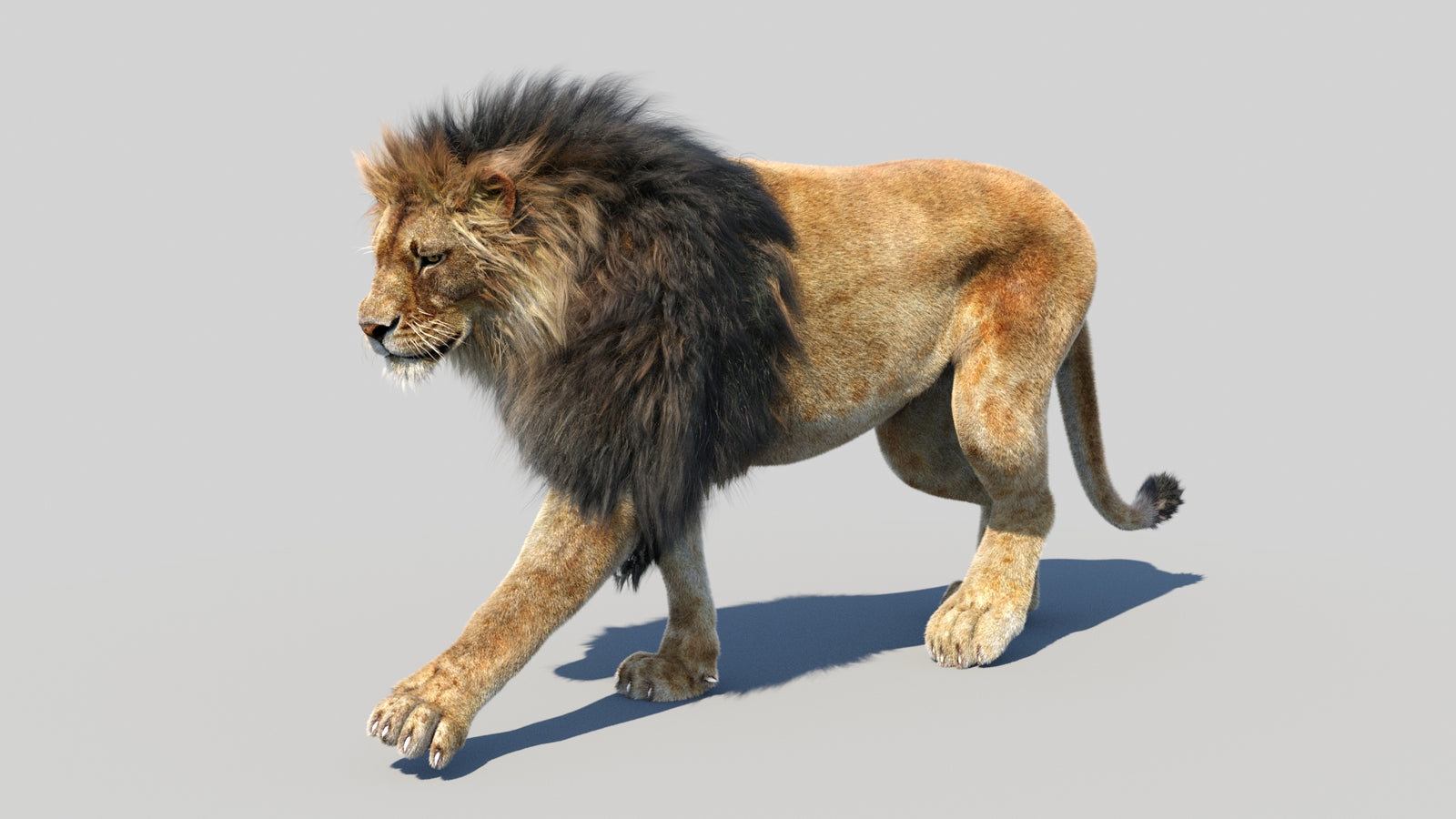 Animated Lion 3D Model Fur 360° view 2 frame 47
