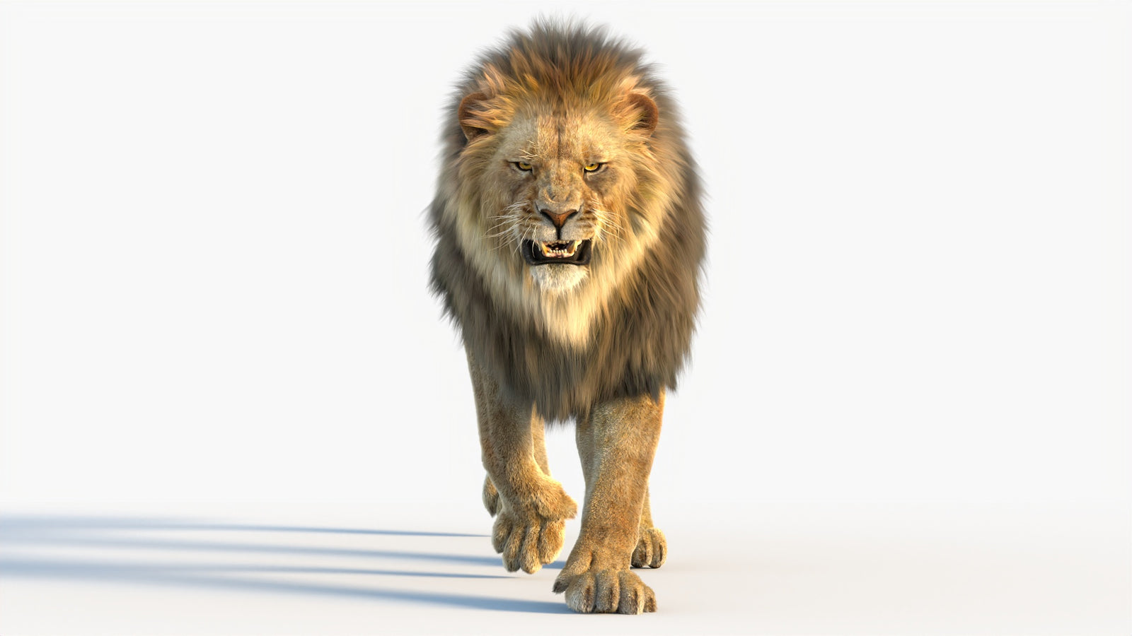Animated Lion 3D Model with Fur 360° view 4 frame 4
