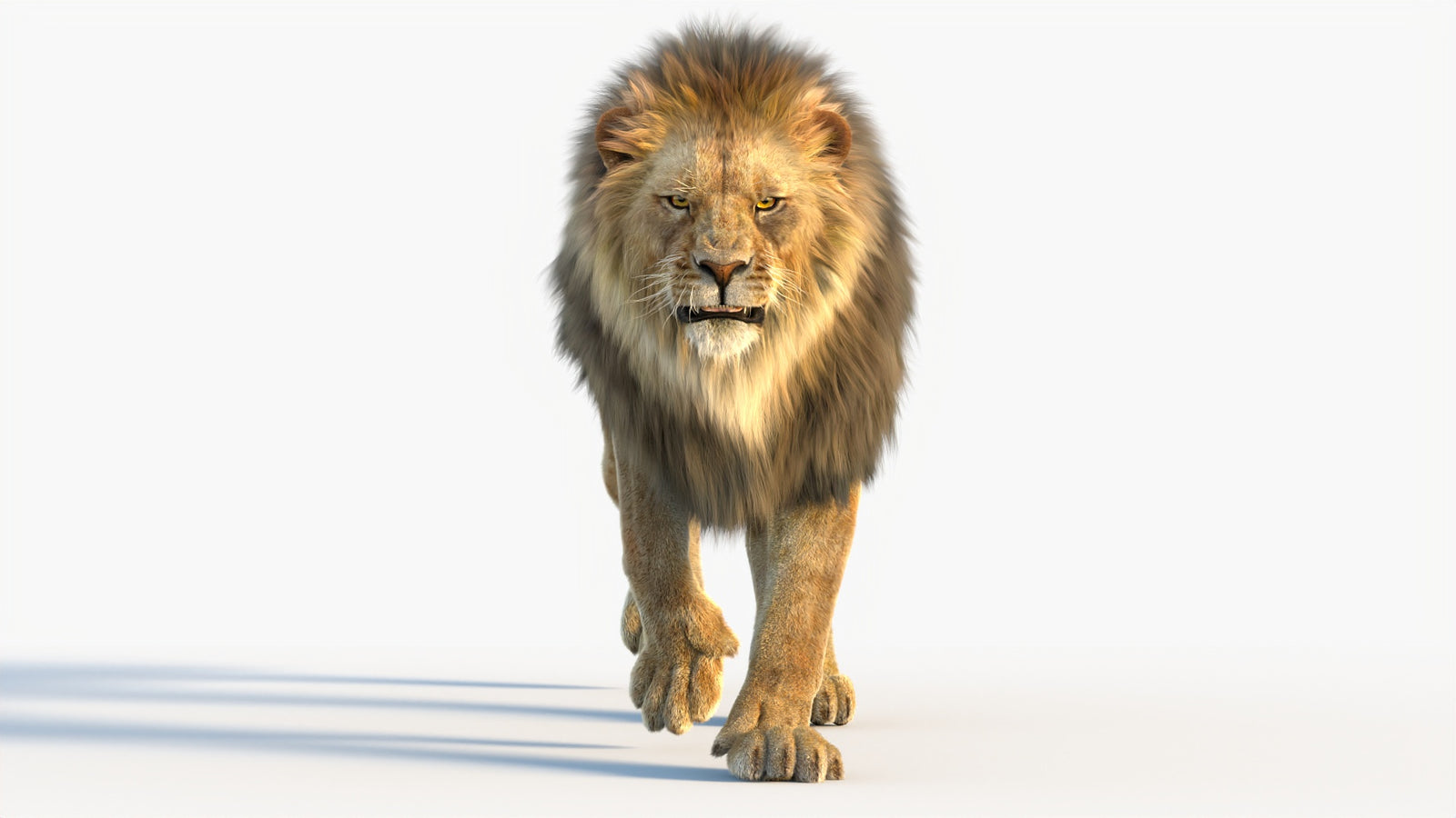 Animated Lion 3D Model with Fur 360° view 4 frame 42