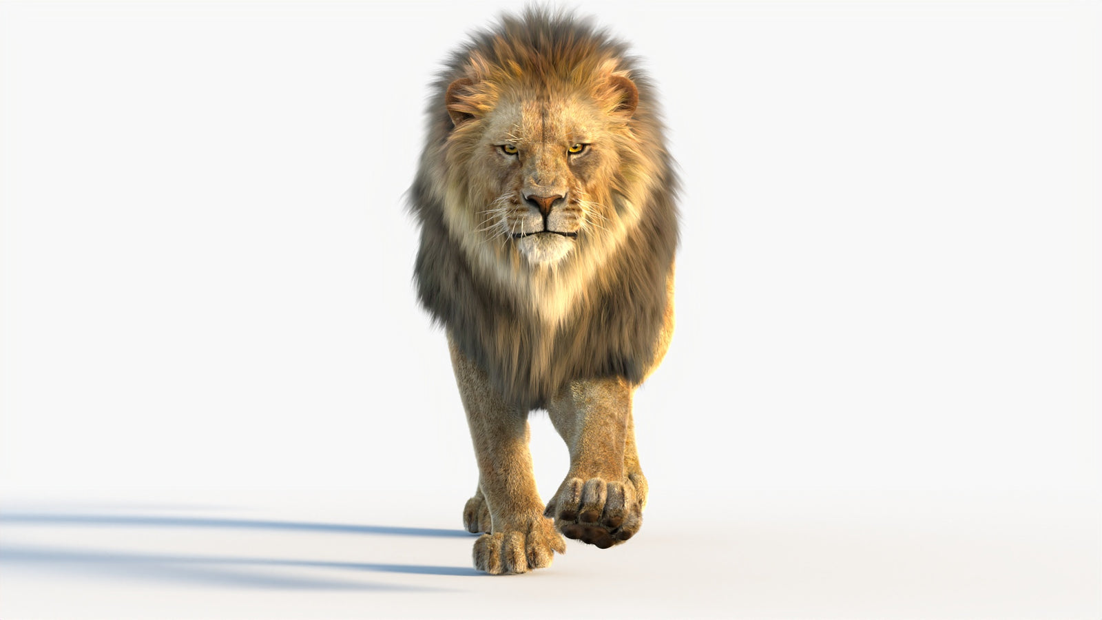 Animated Lion 3D Model with Fur 360° view 4 frame 68