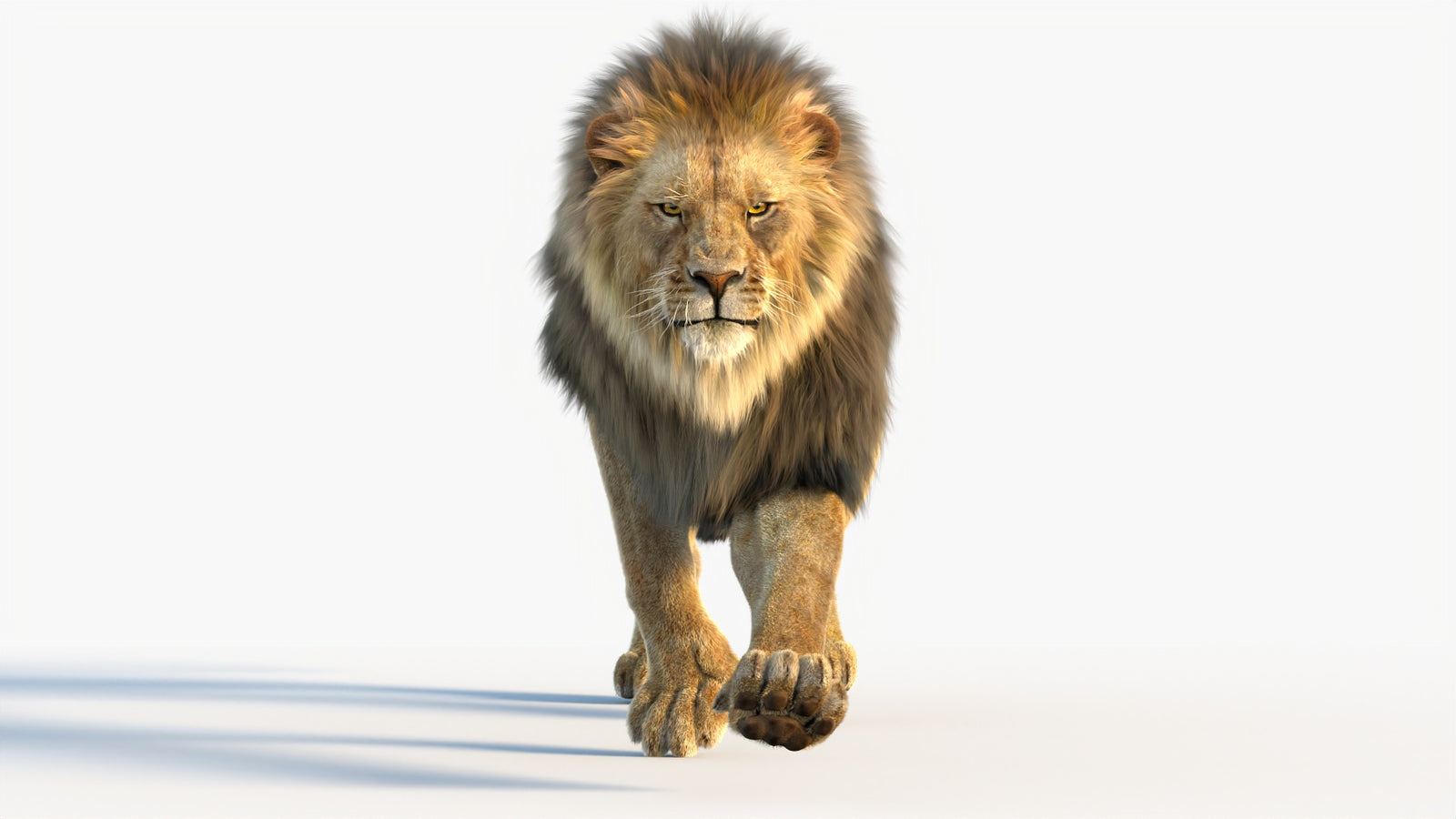 Animated Lion 3D Model with Fur 360° view 4 frame 70