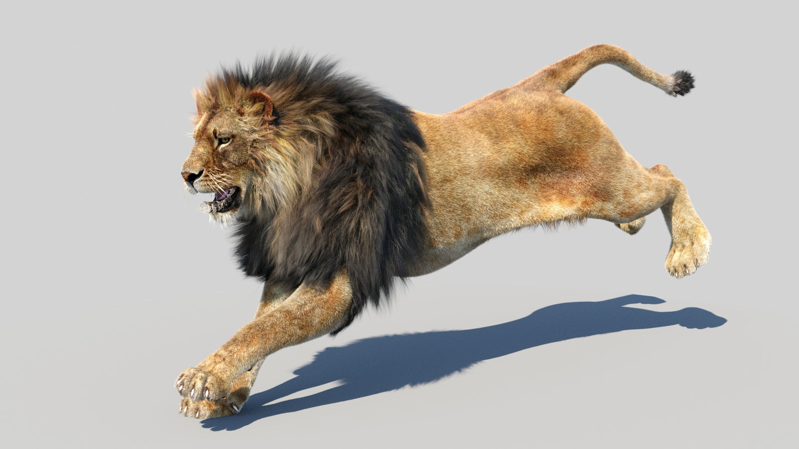 Animated Lion 3D Model Fur 360° view 5 frame 4