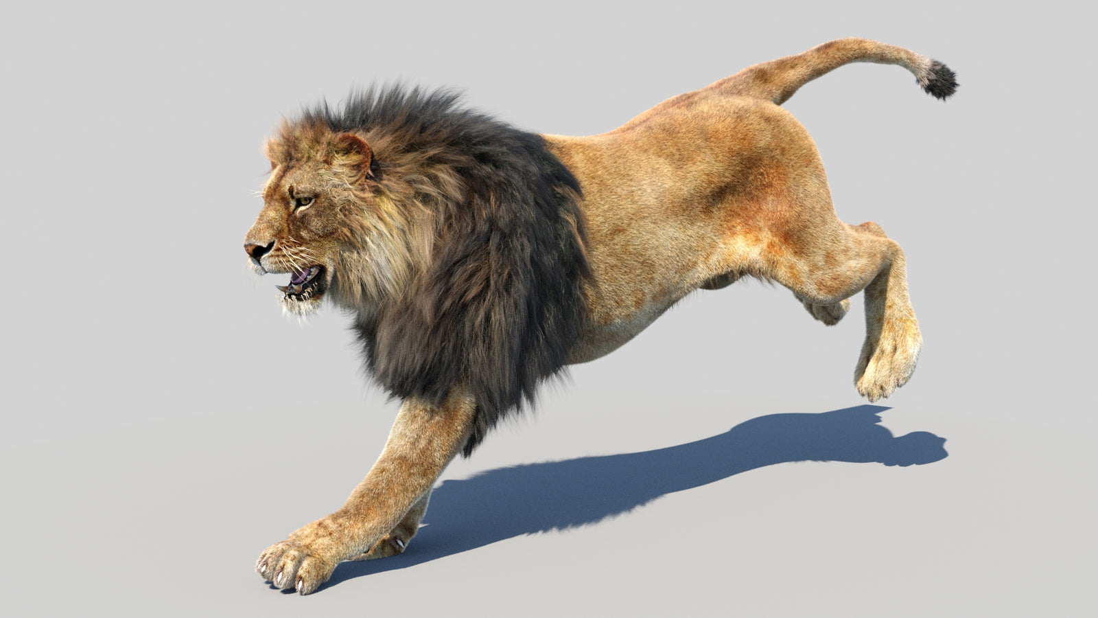 Animated Lion 3D Model Fur 360° view 5 frame 6