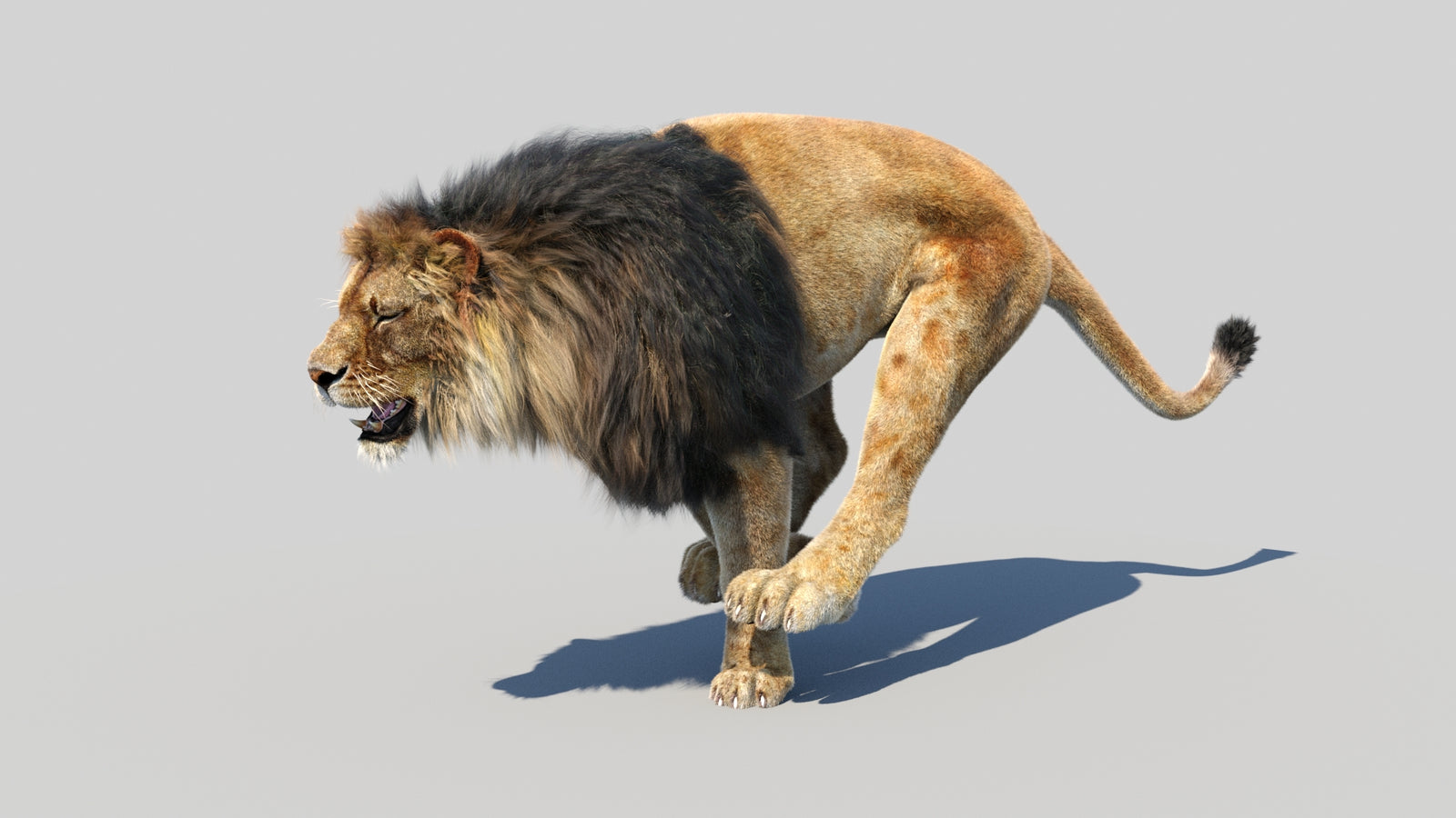 Animated Lion 3D Model Fur 360° view 5 frame 11