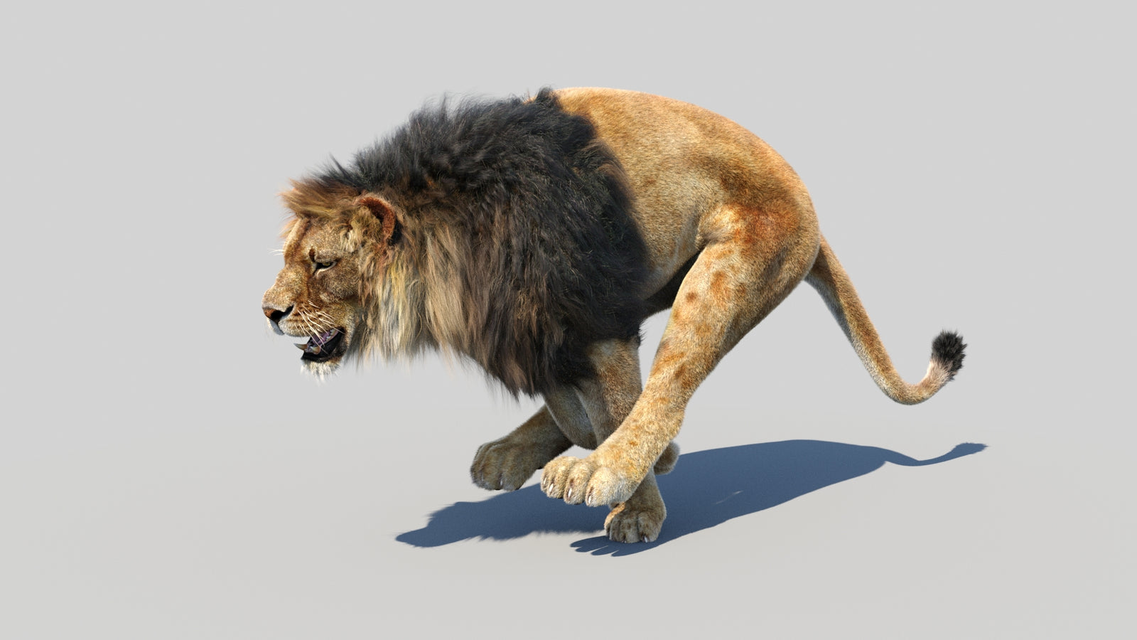 Animated Lion 3D Model Fur 360° view 5 frame 12