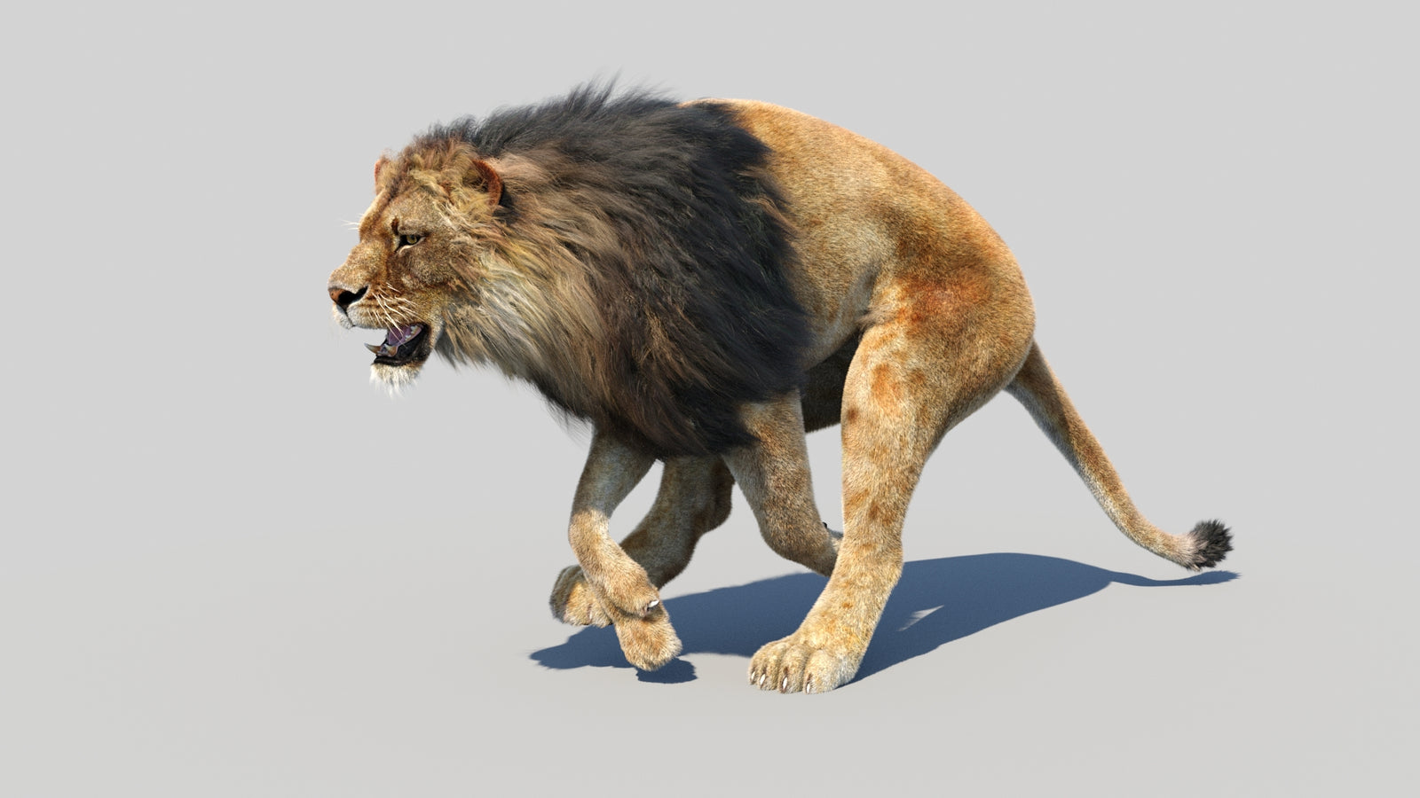 Animated Lion 3D Model Fur 360° view 5 frame 16