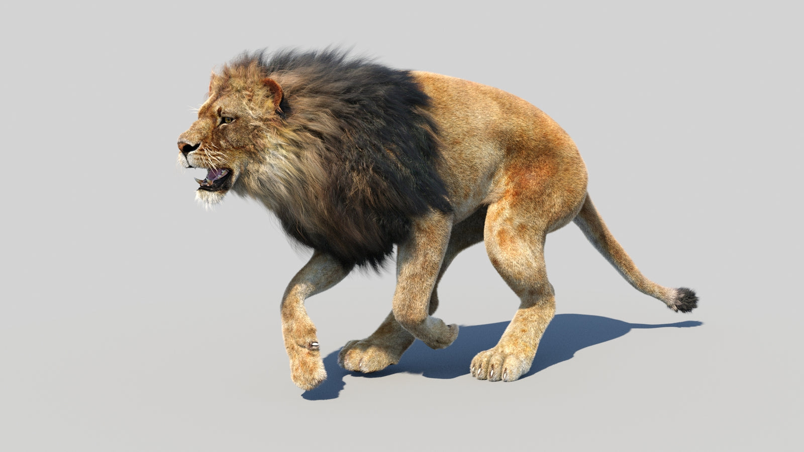 Animated Lion 3D Model Fur 360° view 5 frame 17