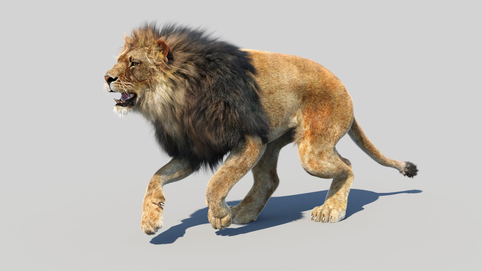 Animated Lion 3D Model Fur 360° view 5 frame 18