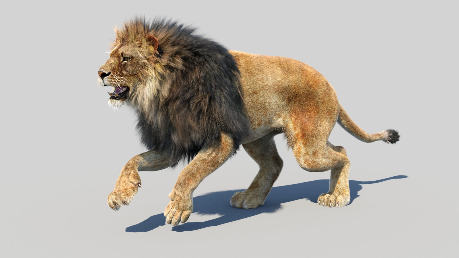 Animated Lion 3D Model Fur 360° view 5 frame 19