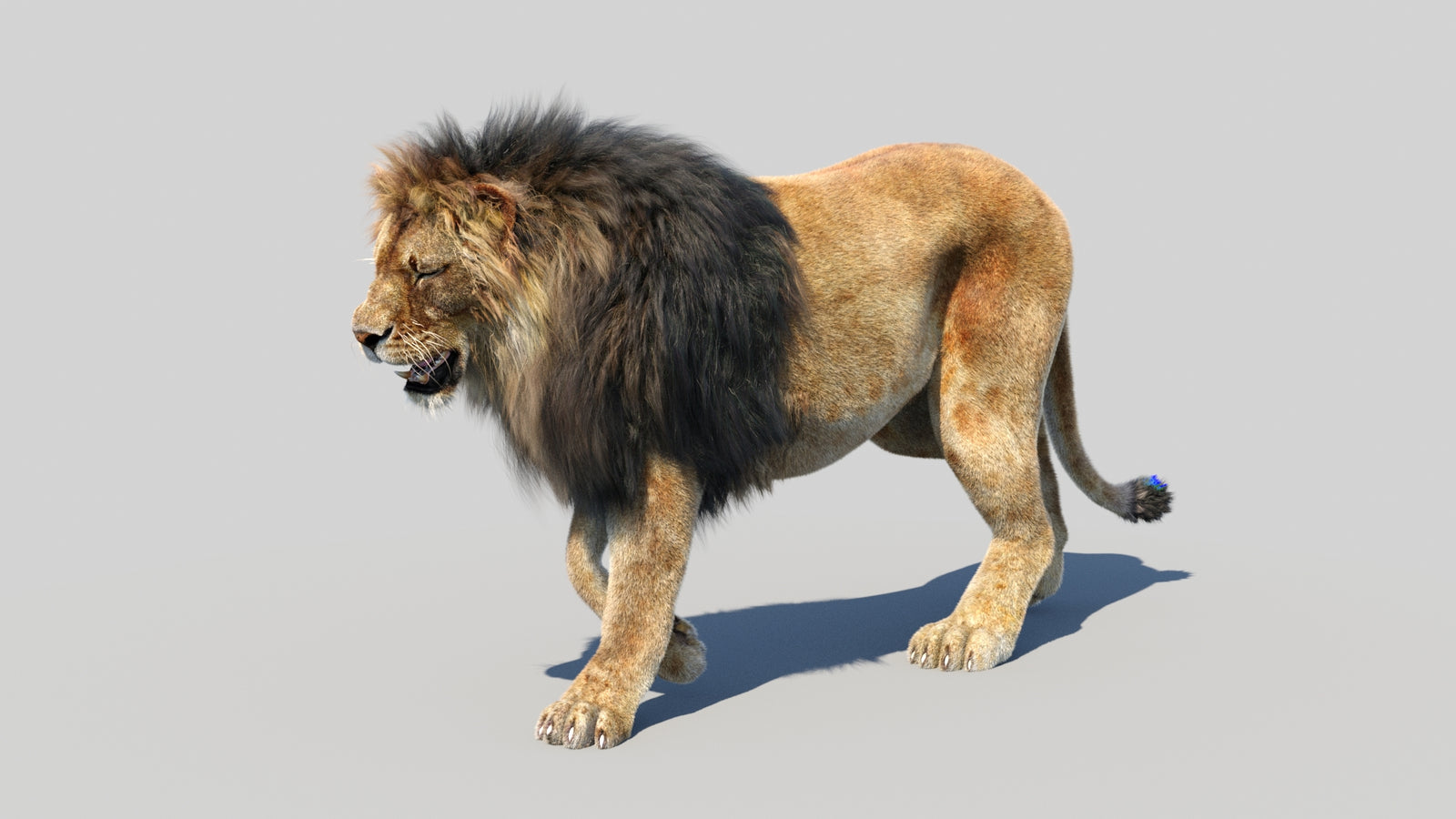 Animated Lion 3D Model Fur 360° view 3 frame 11