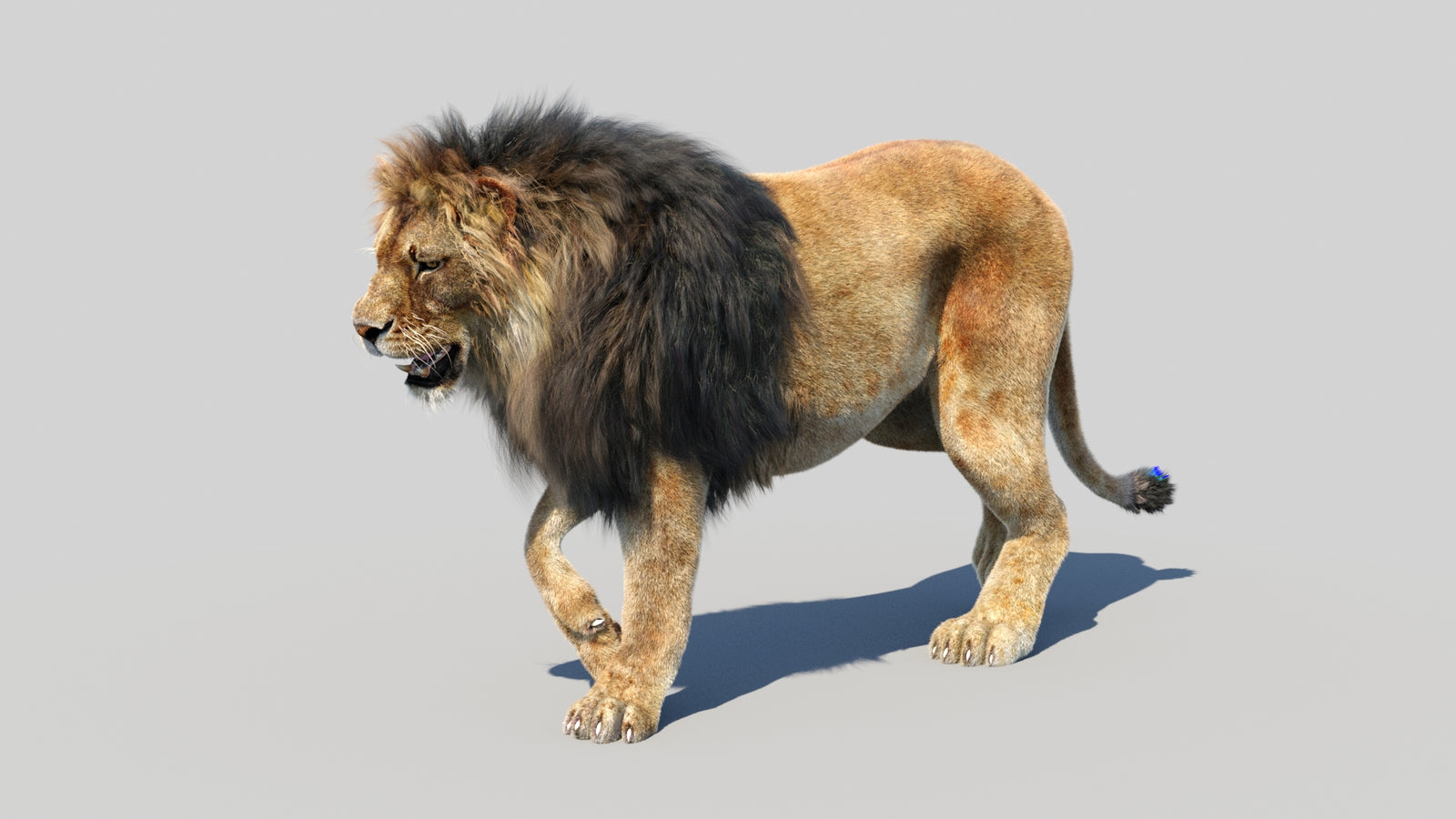 Animated Lion 3D Model Fur 360° view 3 frame 13