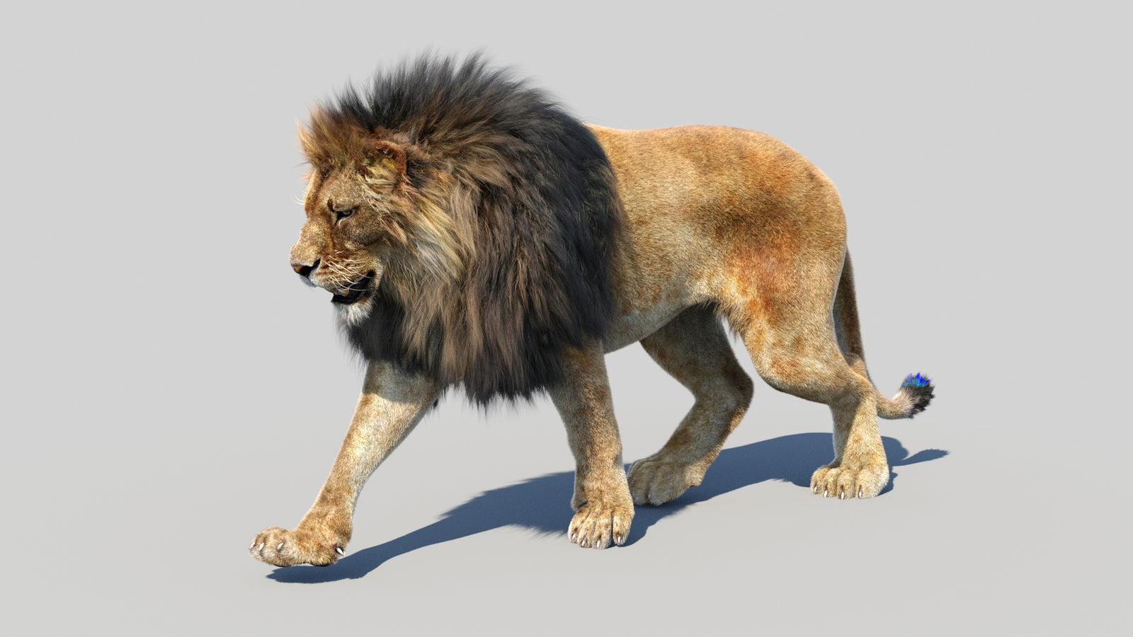 Animated Lion 3D Model Fur 360° view 3 frame 25