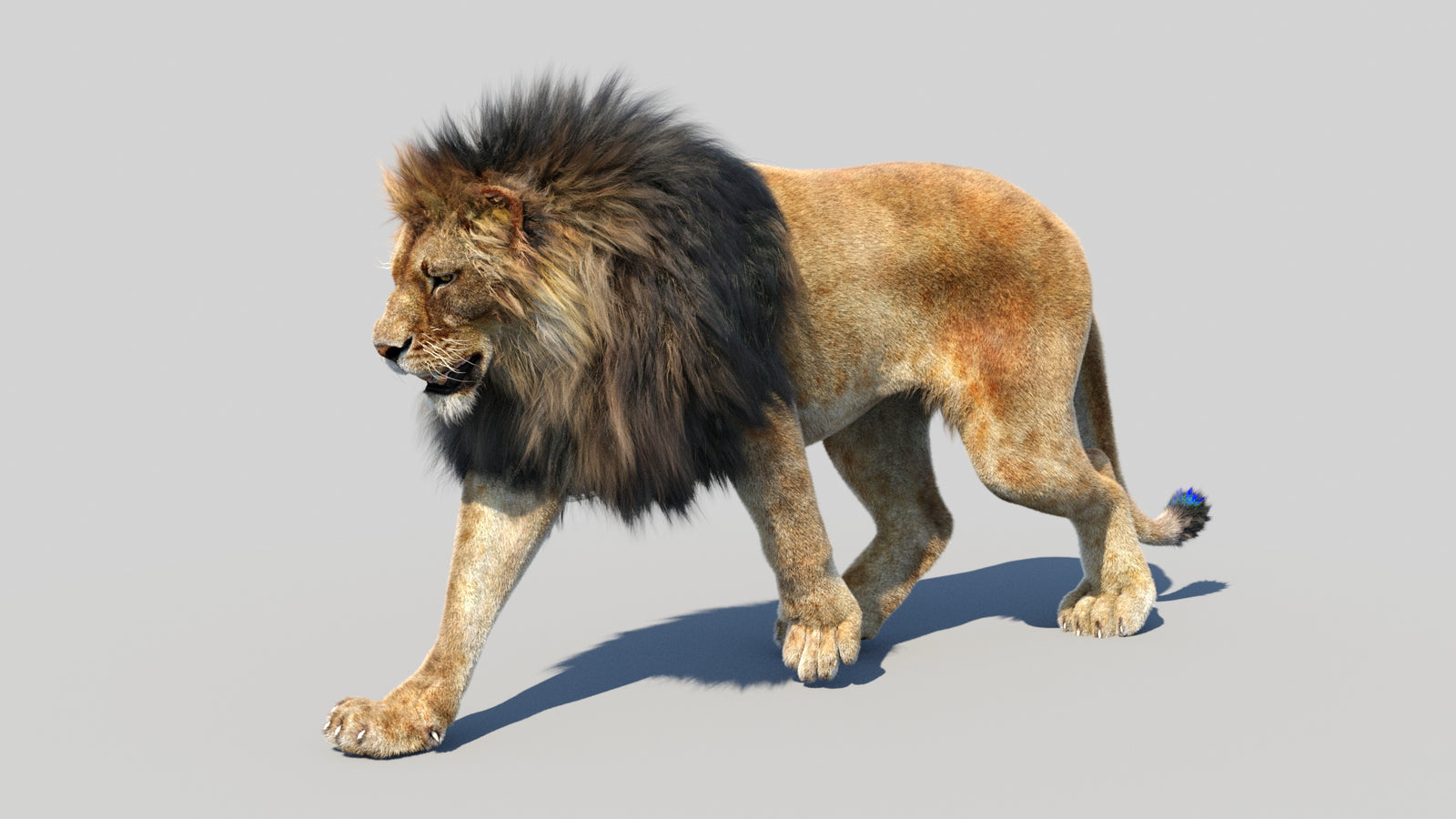 Animated Lion 3D Model Fur 360° view 3 frame 27