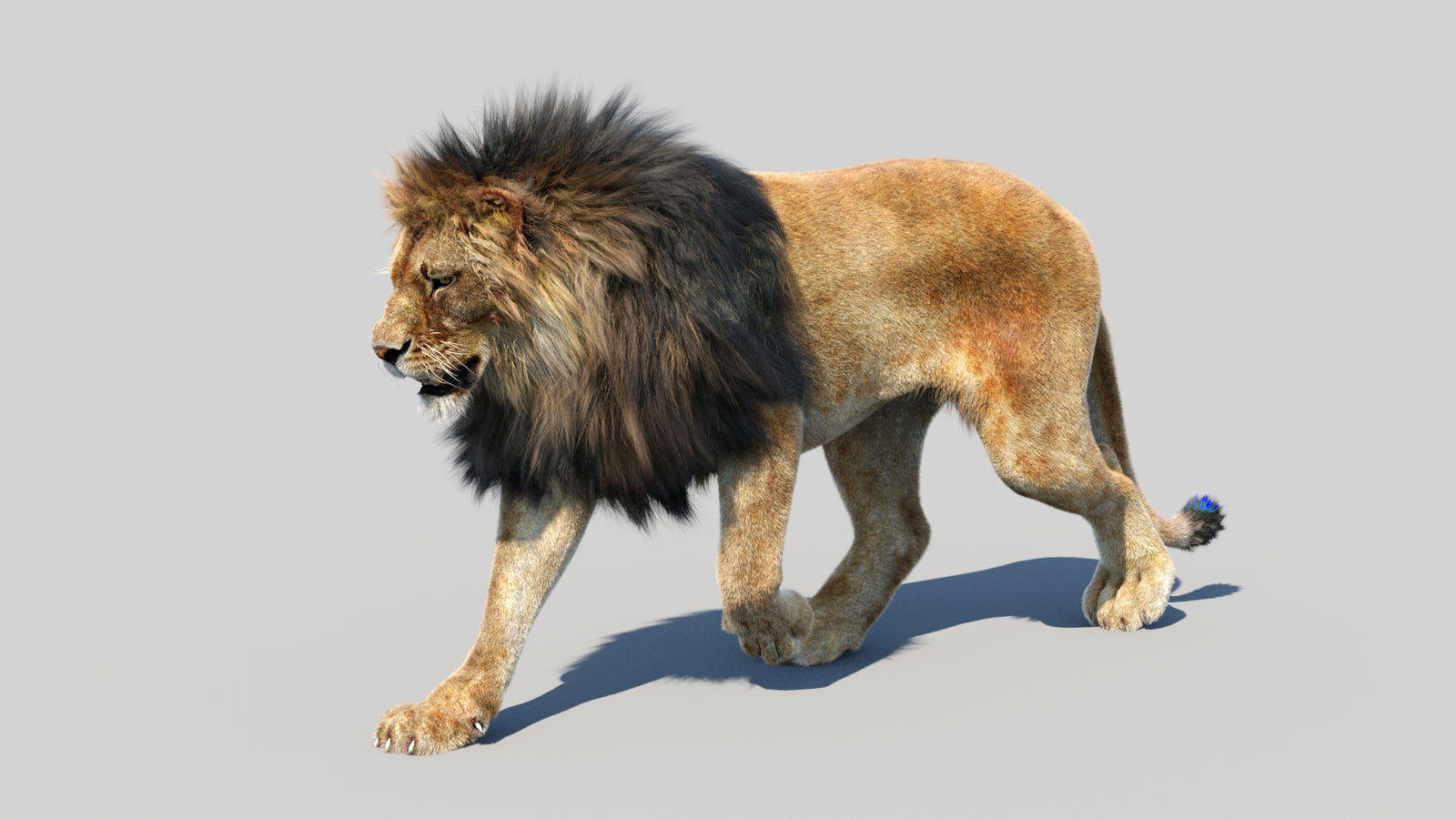 Animated Lion 3D Model Fur 360° view 3 frame 30