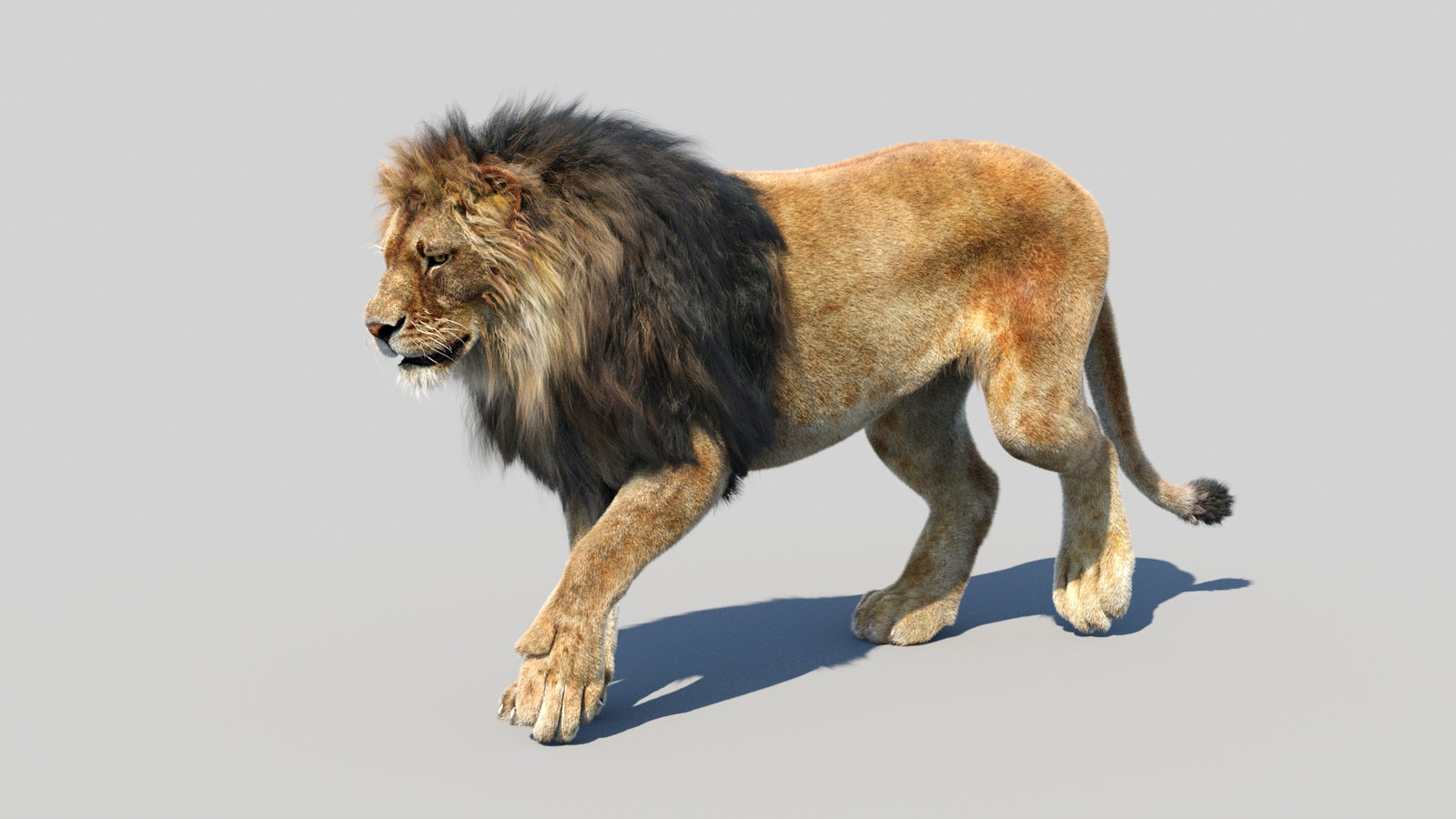 Animated Lion 3D Model Fur 360° view 3 frame 39