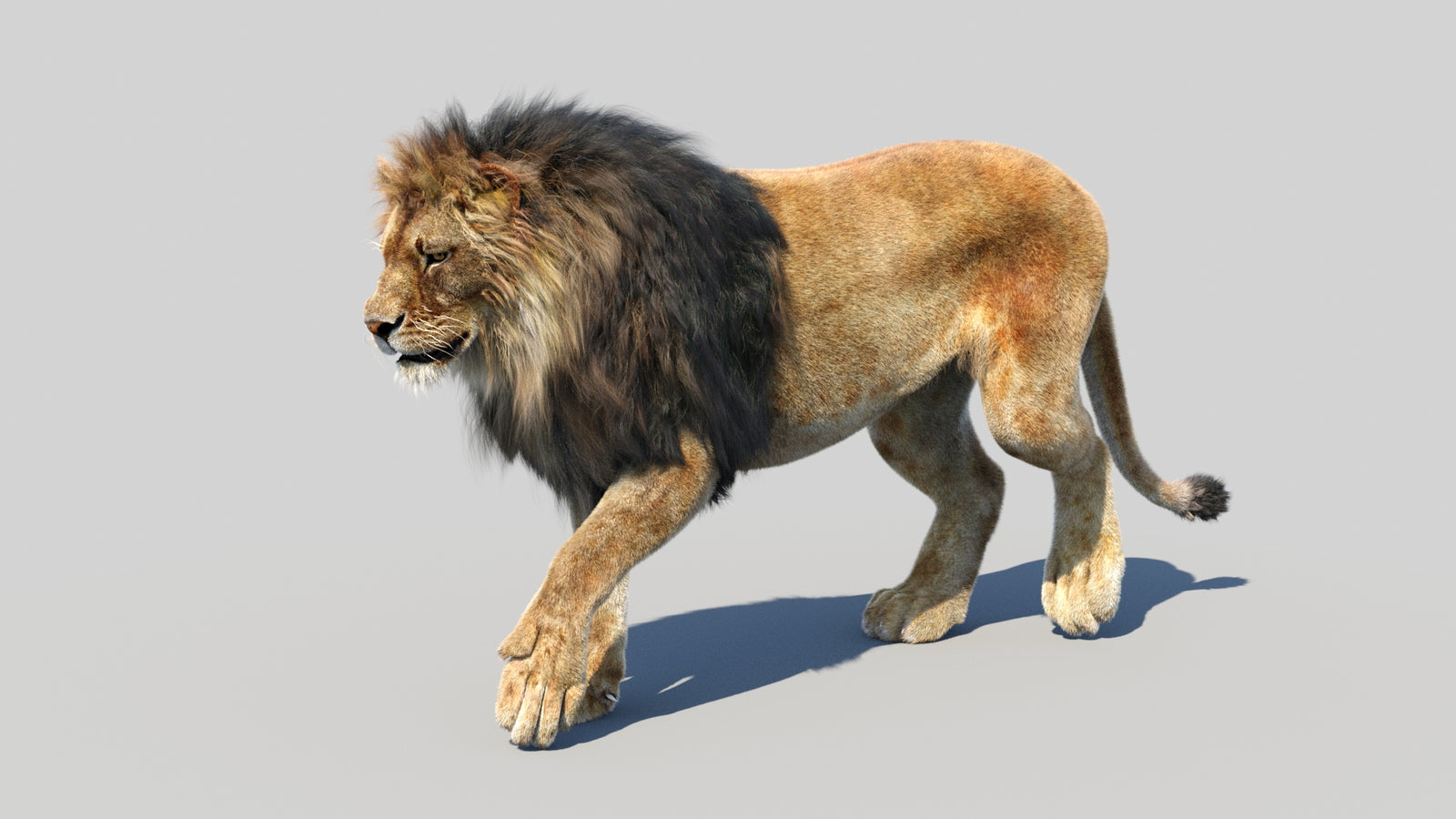 Animated Lion 3D Model Fur 360° view 3 frame 40