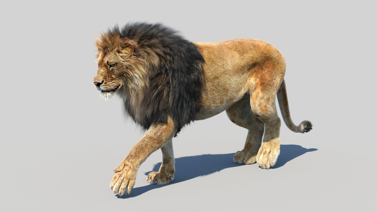 Animated Lion 3D Model Fur 360° view 3 frame 44