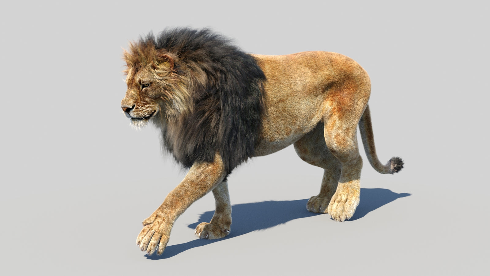 Animated Lion 3D Model Fur 360° view 3 frame 45