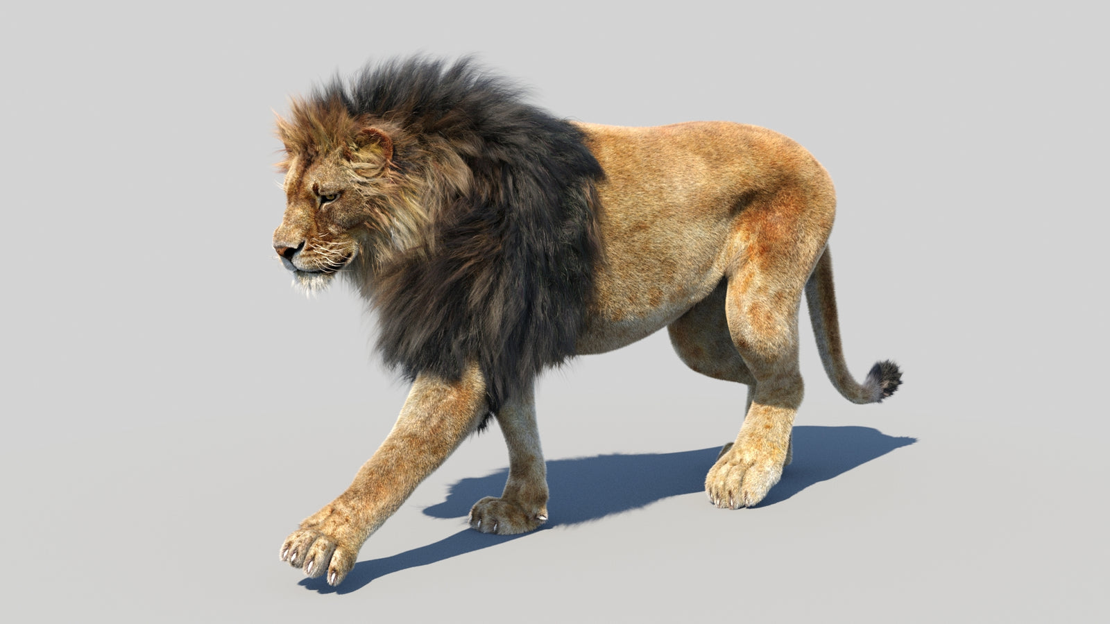 Animated Lion 3D Model Fur 360° view 3 frame 48