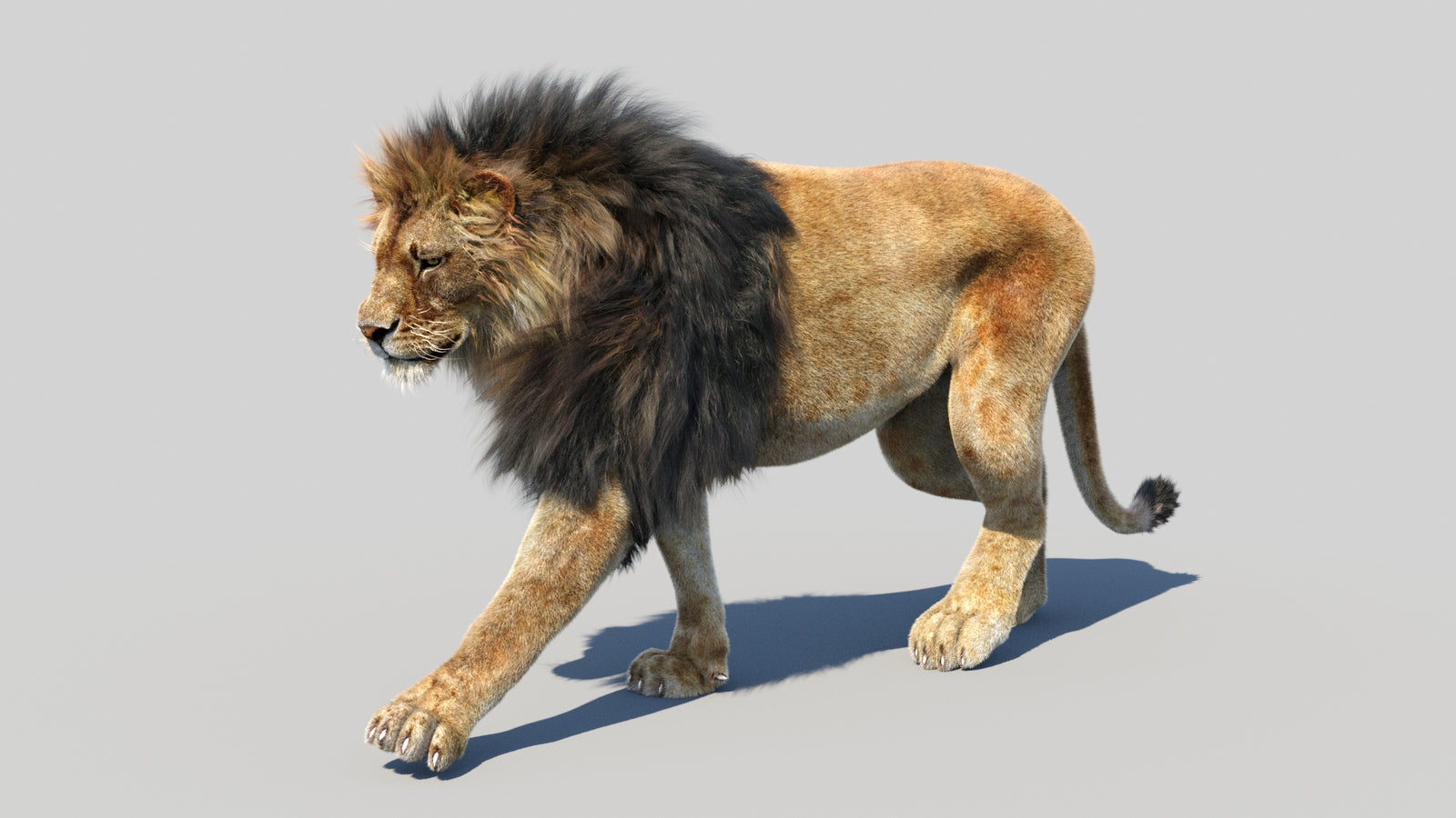 Animated Lion 3D Model Fur 360° view 3 frame 49