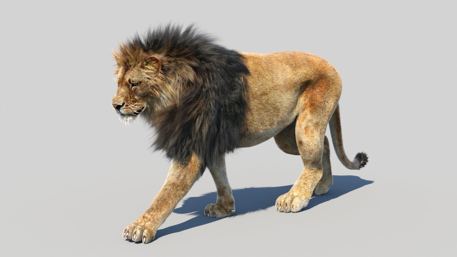 Animated Lion 3D Model Fur 360° view 3 frame 51