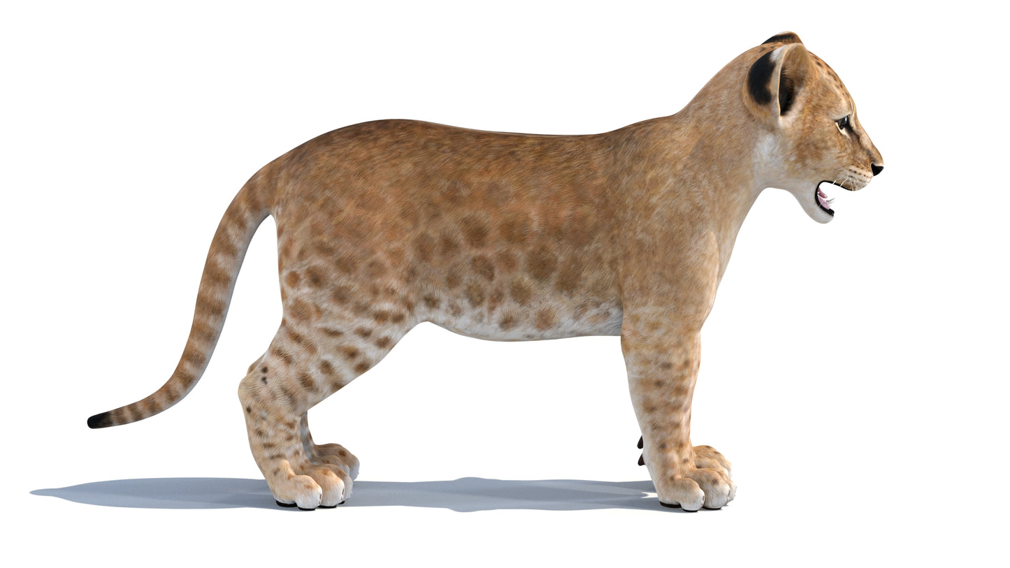 Realistic Lion Cub Standing 3D Model for Download