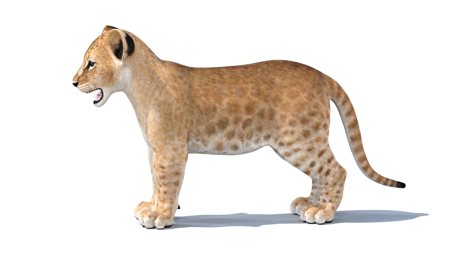 Baby Lion 3D Model