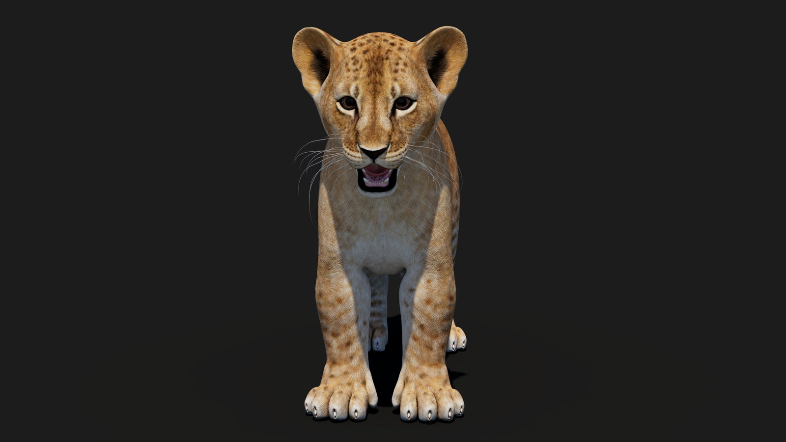 Baby Lion 3D Model 360° view 1 frame 4