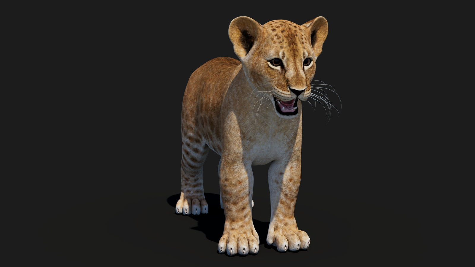 Baby Lion 3D Model 360° view 1 frame 6