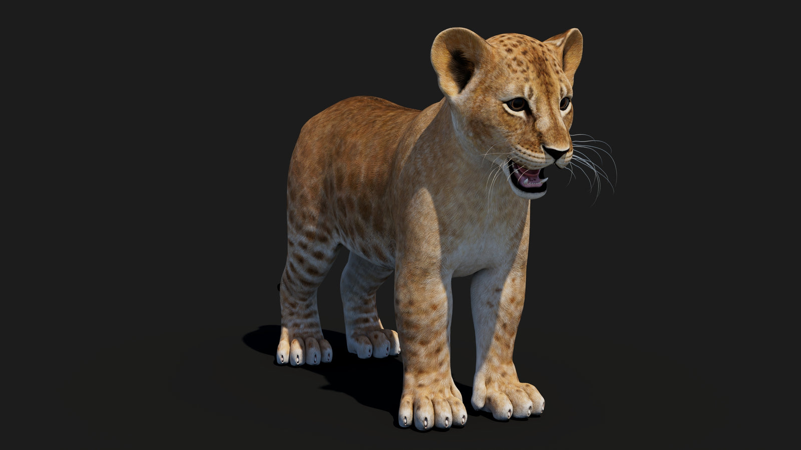 Baby Lion 3D Model 360° view 1 frame 7