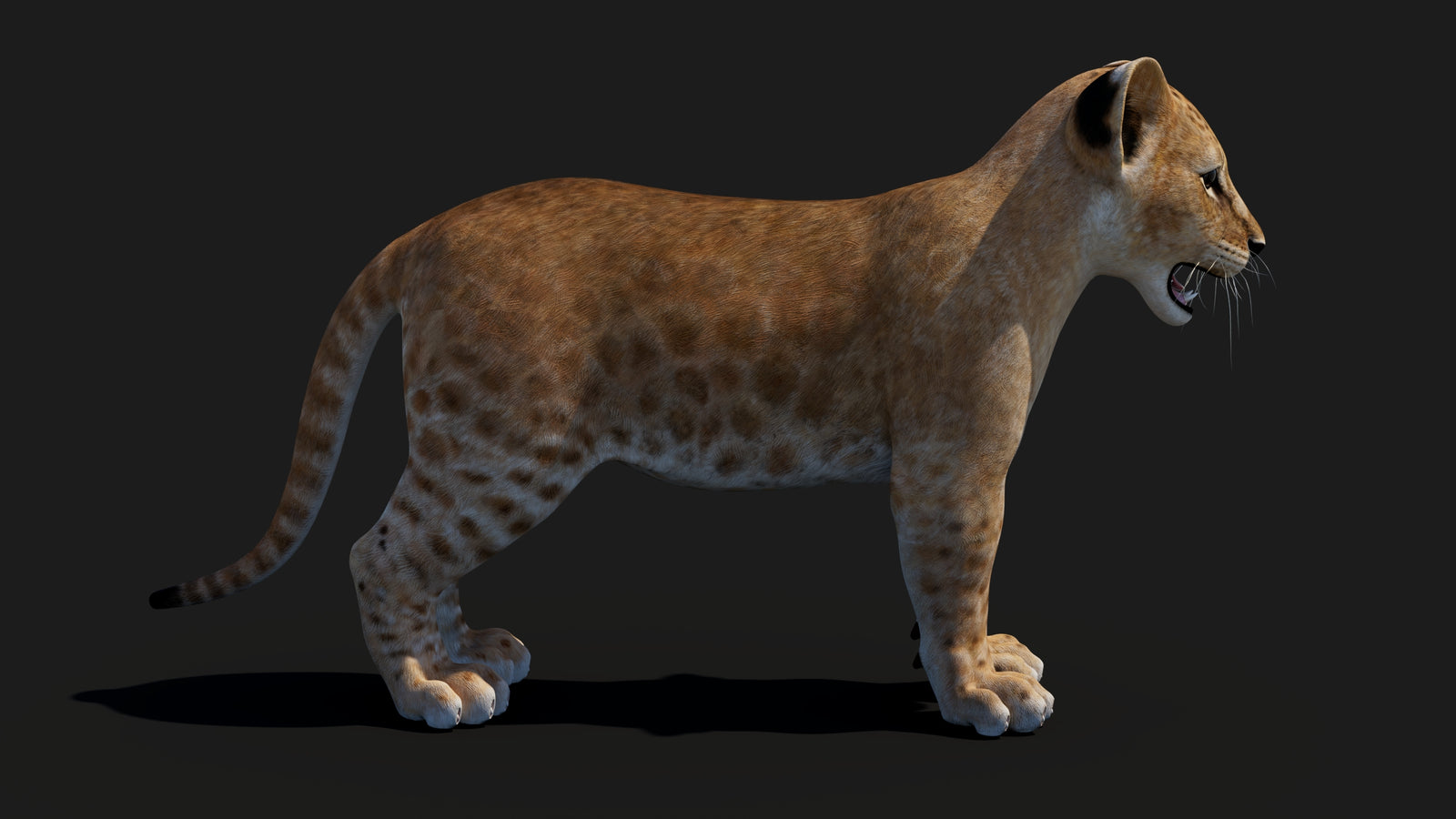Baby Lion 3D Model 360° view 1 frame 13