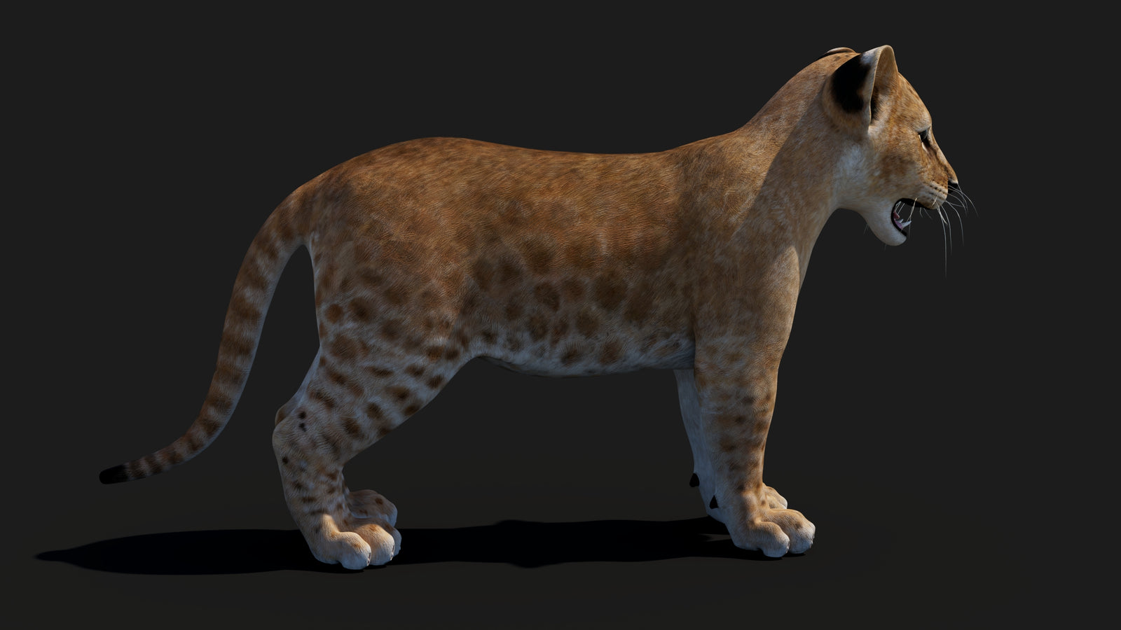 Baby Lion 3D Model 360° view 1 frame 14