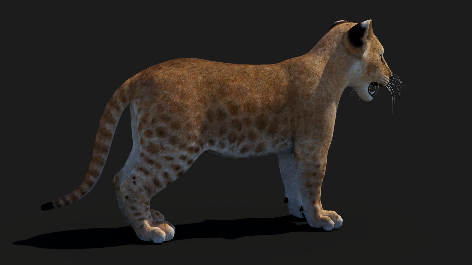 Baby Lion 3D Model 360° view 1 frame 15