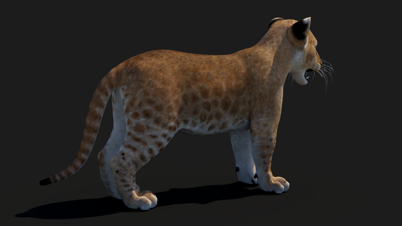 Baby Lion 3D Model 360° view 1 frame 16