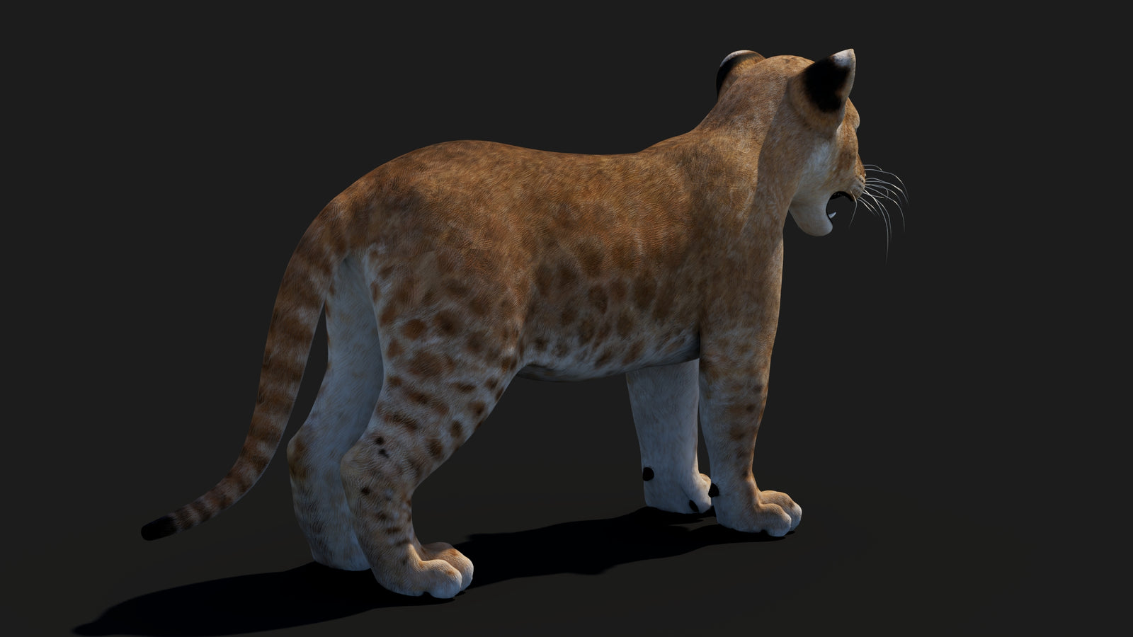 Baby Lion 3D Model 360° view 1 frame 17
