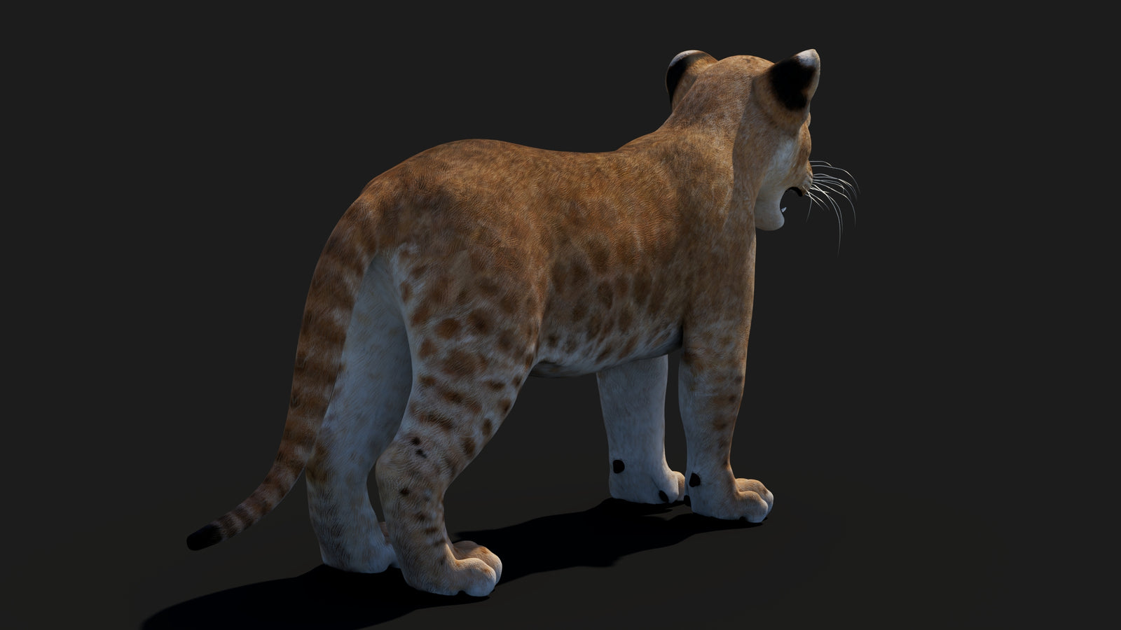 Baby Lion 3D Model 360° view 1 frame 18