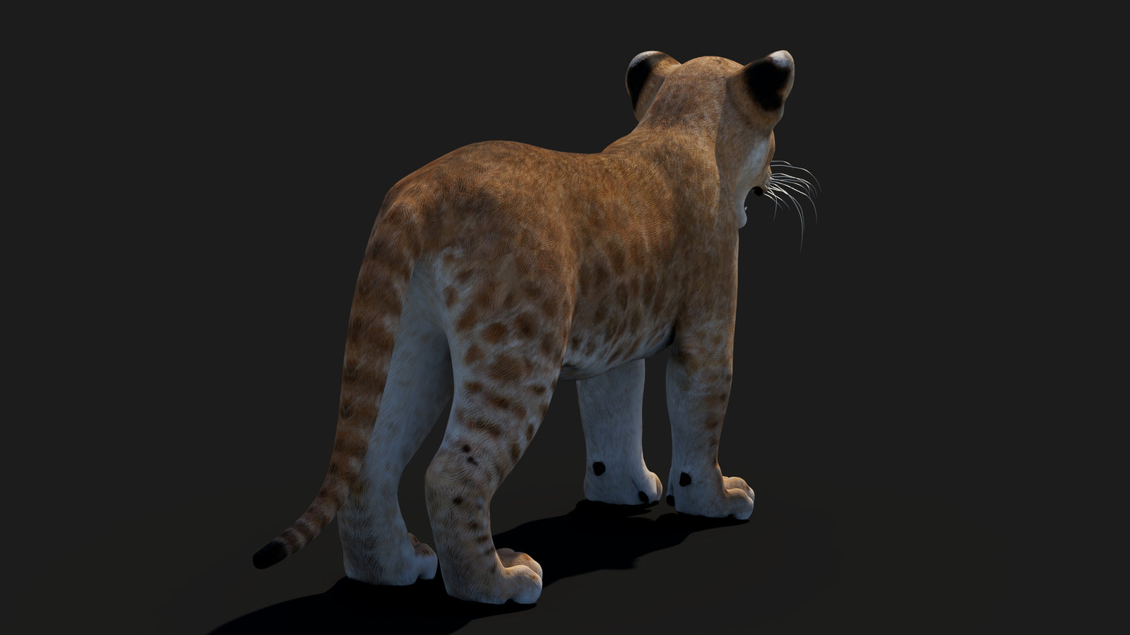 Baby Lion 3D Model 360° view 1 frame 19