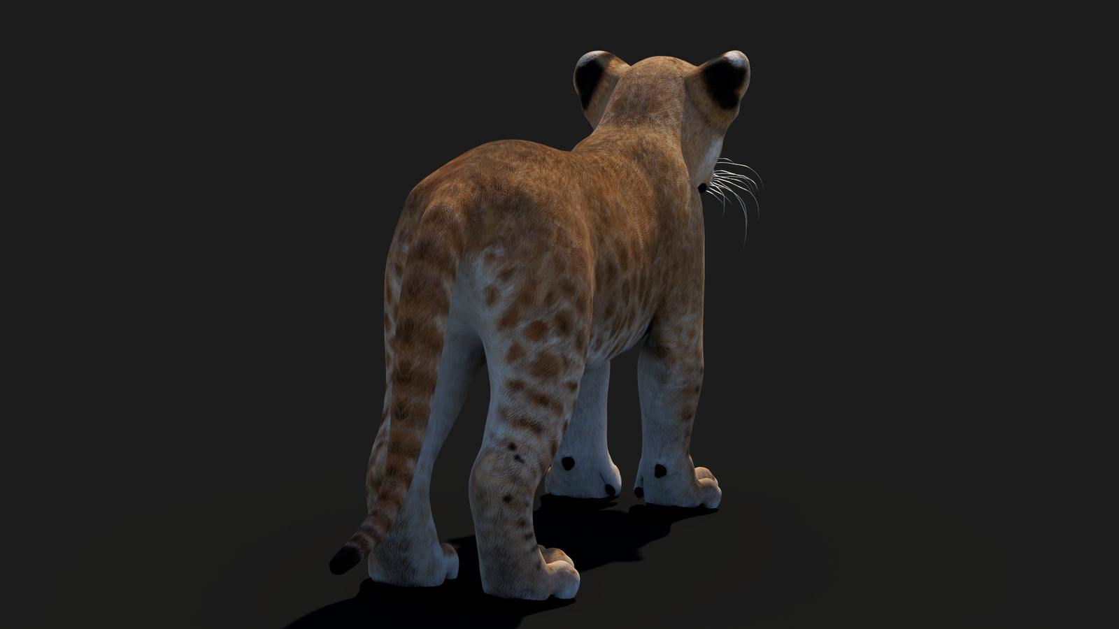 Baby Lion 3D Model 360° view 1 frame 20