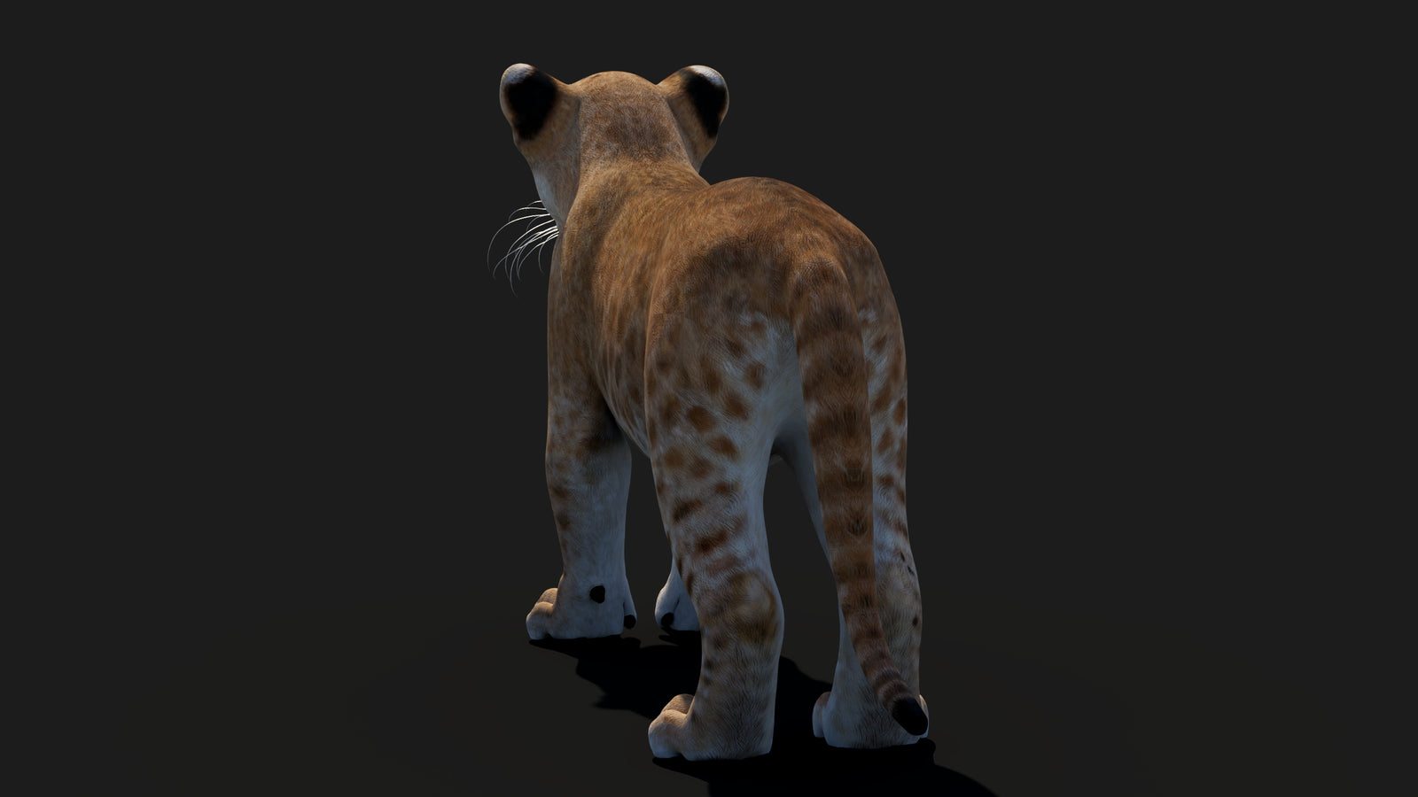 Baby Lion 3D Model 360° view 1 frame 24