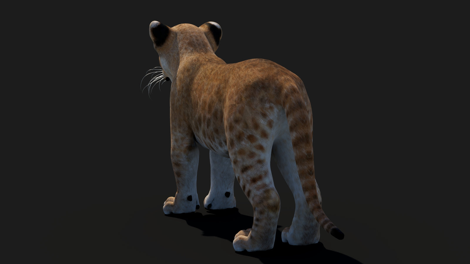 Baby Lion 3D Model 360° view 1 frame 25