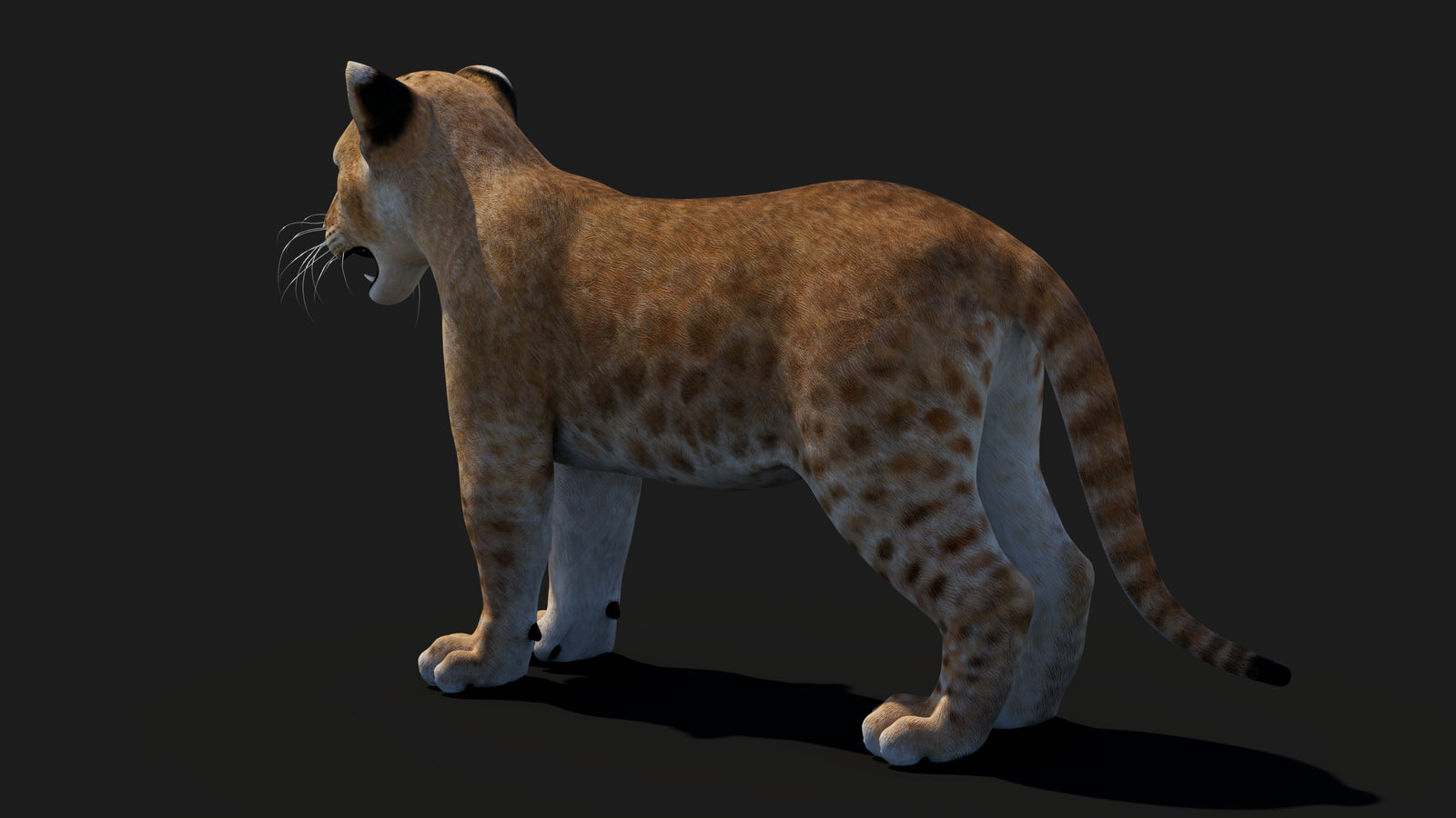 Baby Lion 3D Model 360° view 1 frame 28