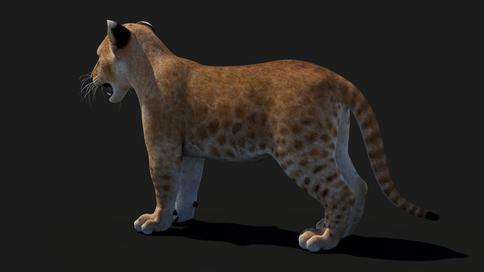 Baby Lion 3D Model 360° view 1 frame 29