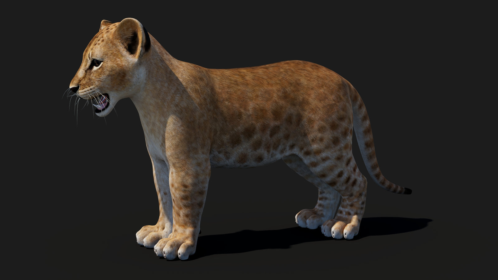 Baby Lion 3D Model 360° view 1 frame 34
