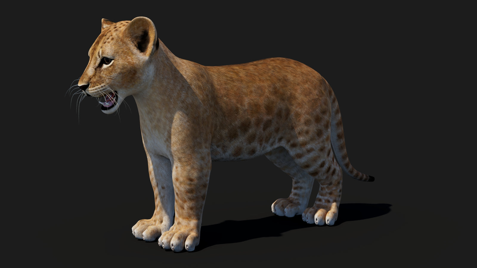 Baby Lion 3D Model 360° view 1 frame 35