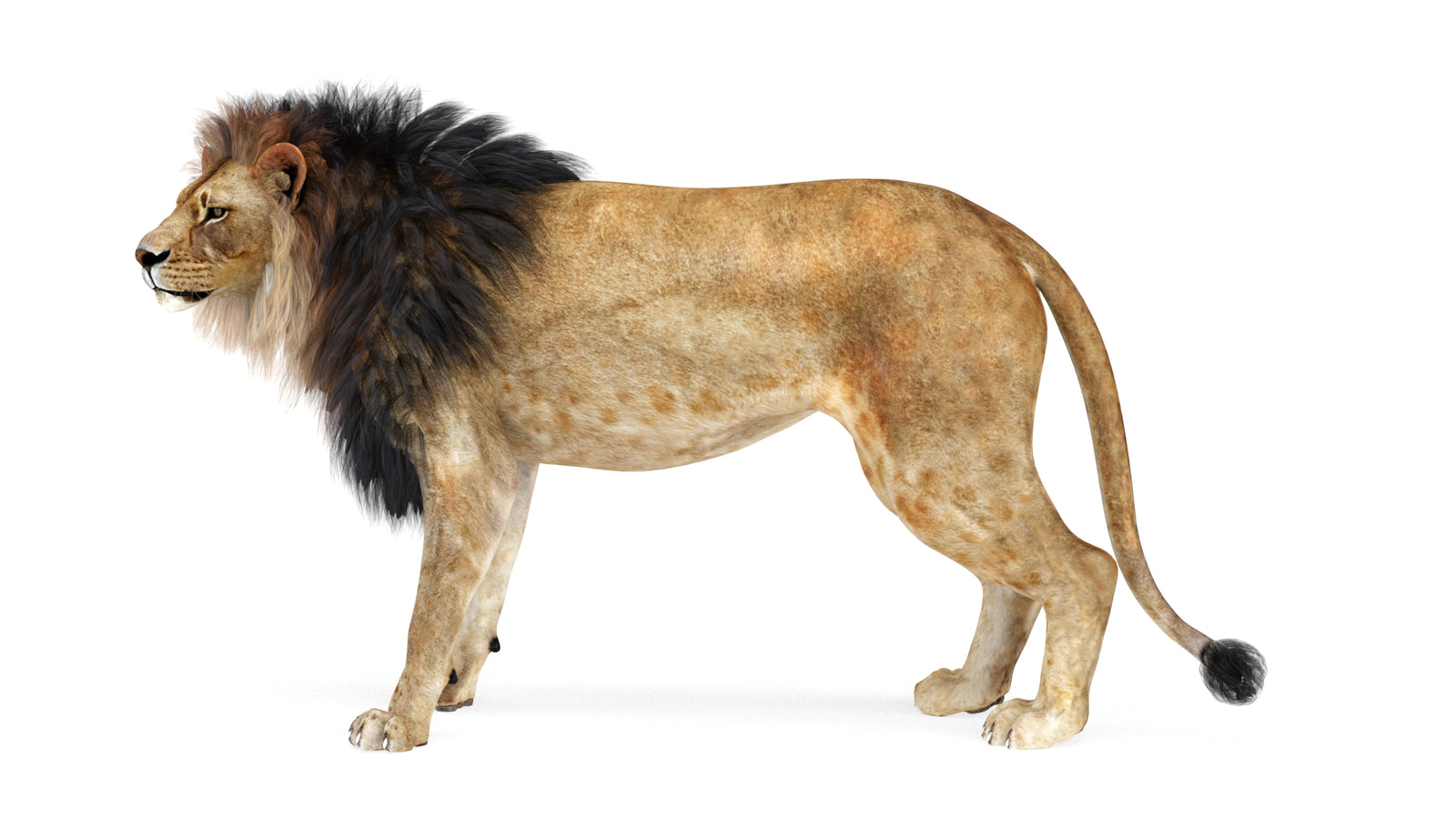 Lion 3D Model Rigged 360° view 1 frame 1