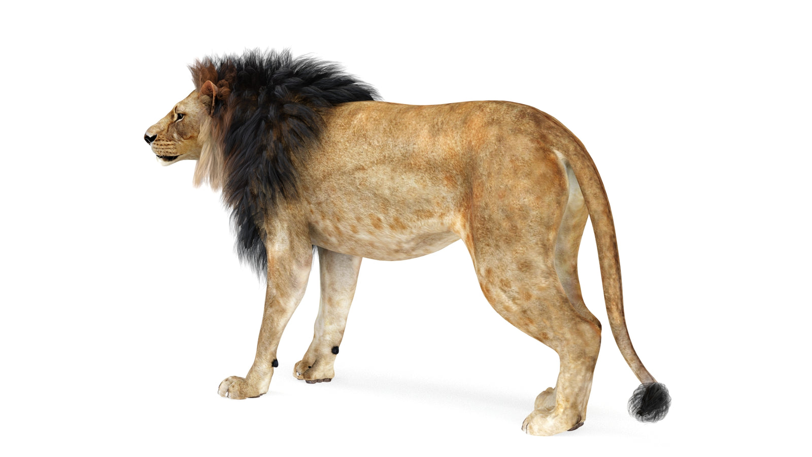 Lion 3D Model Rigged 360° view 1 frame 4