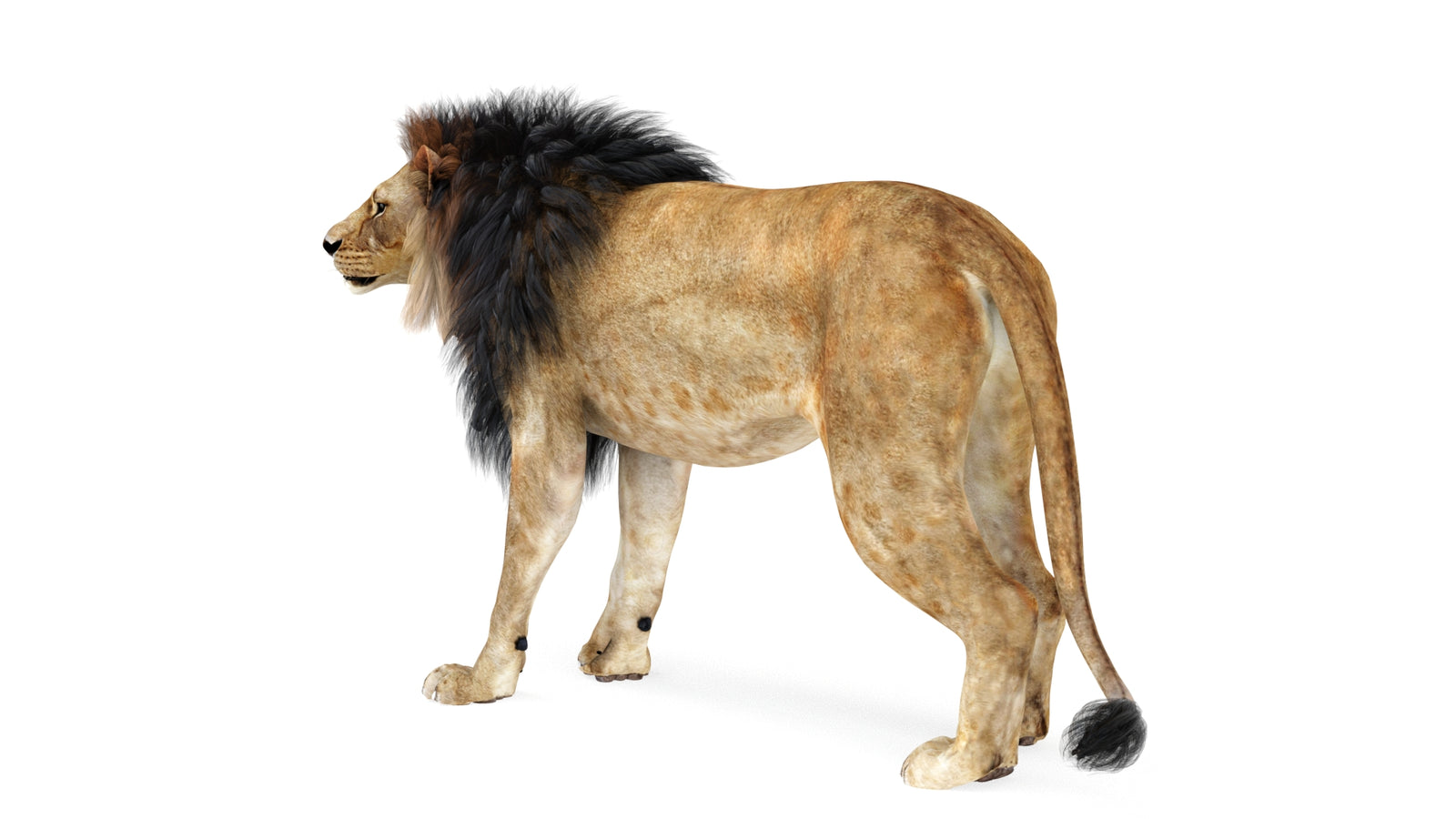 Lion 3D Model Rigged 360° view 1 frame 5